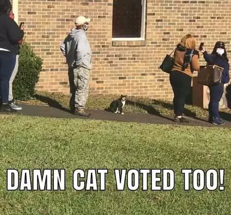 Funny Election Memes  Cat Voted