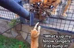 Funniest Animal Memes  Kitty Fist Bump