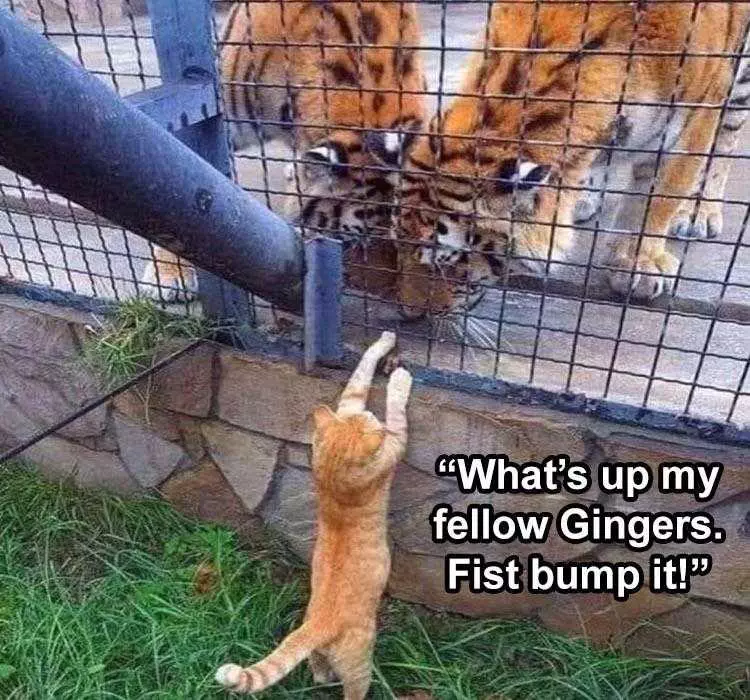 The Funniest Animal Memes Of The Week 38 Pics 5Fba7Ce2438F0