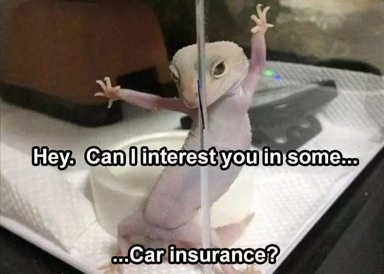 Funny Animal Meme Pictures  Geico