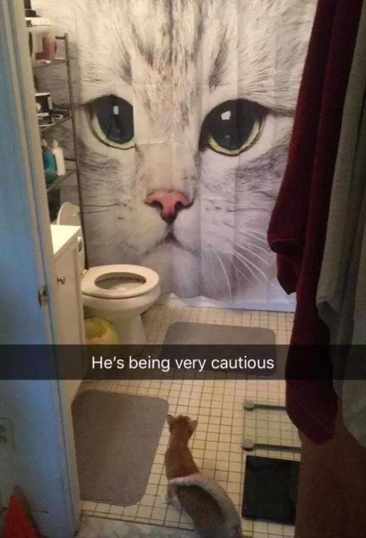 Funny Animal Meme Pictures  Cat Curtain