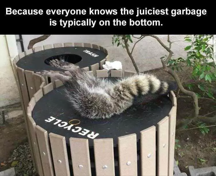 Funny Animal Meme Pictures  Green Raccoon