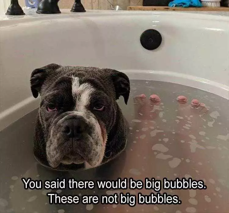 Funny Animal Meme Pics  Lied About The Bubbles