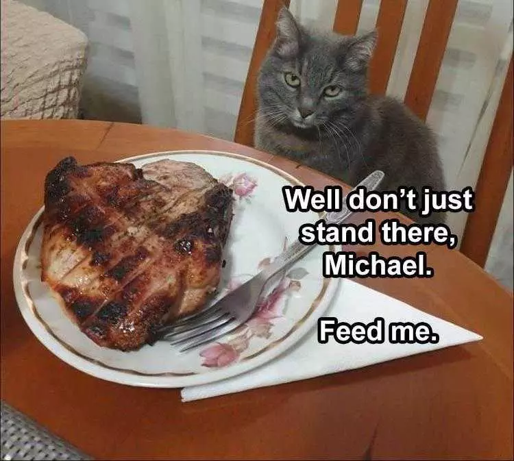 Funny Animal Meme Pics  Cat Eyes