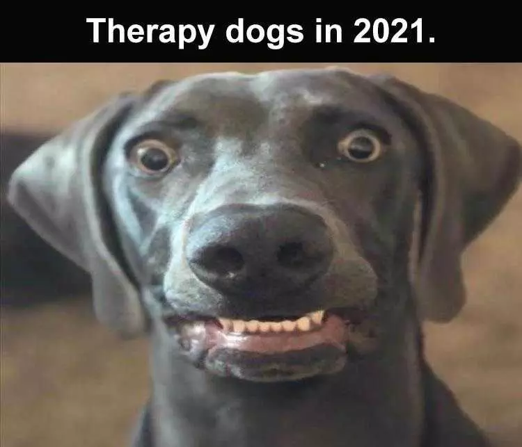 Funny Animal Meme Pics  Therapy Dogs 2021