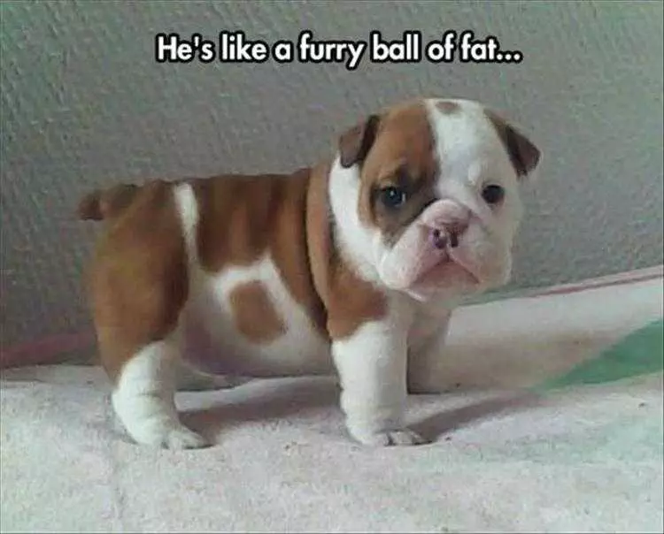 Hilarious Animal Meme Pics  Furry Ball Of Fat