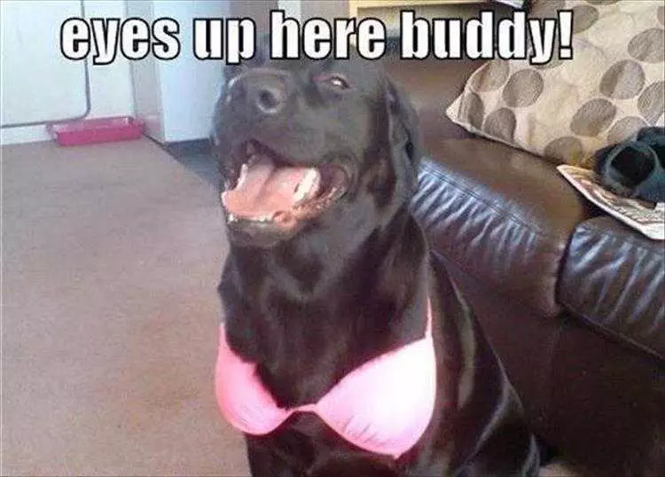 Funny Animal Meme Pics  Black Lab In Pink Bikini