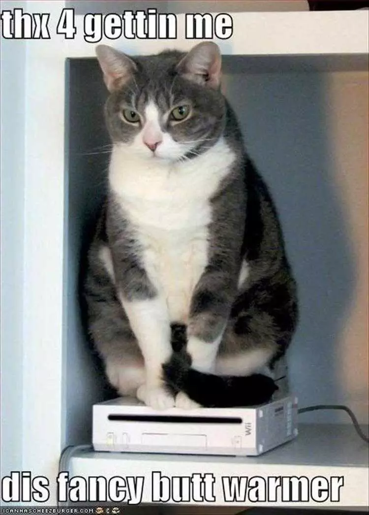 Funny Animal Memes Pictures  Cat On Wii