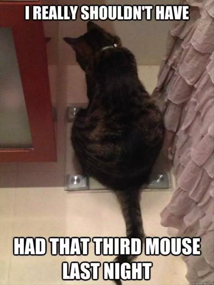 Animal Memes Pictures Cat On Scale
