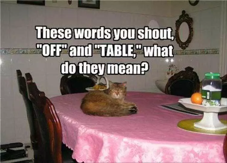 Funny Animal Memes Pictures  Cat On Table