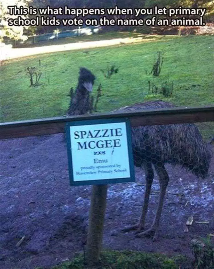 Animal Memes Pics  Kids Naming Emu