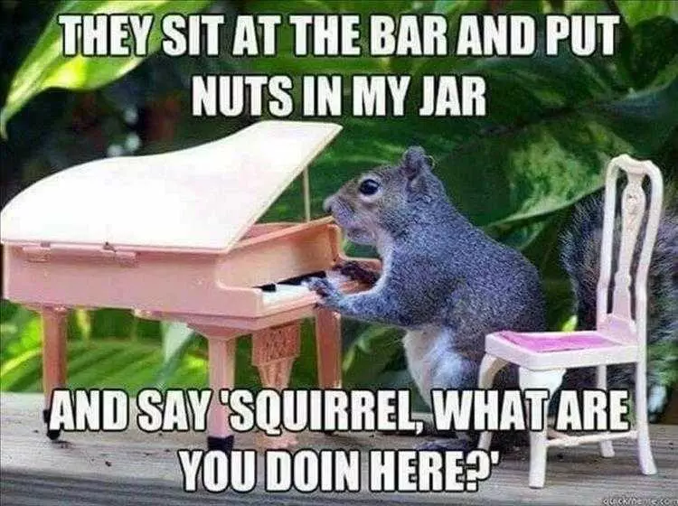 Funny Animal Meme Pics  Squirrel Bar