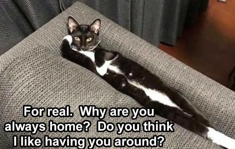 Animal Memes Funny  Cat Problems