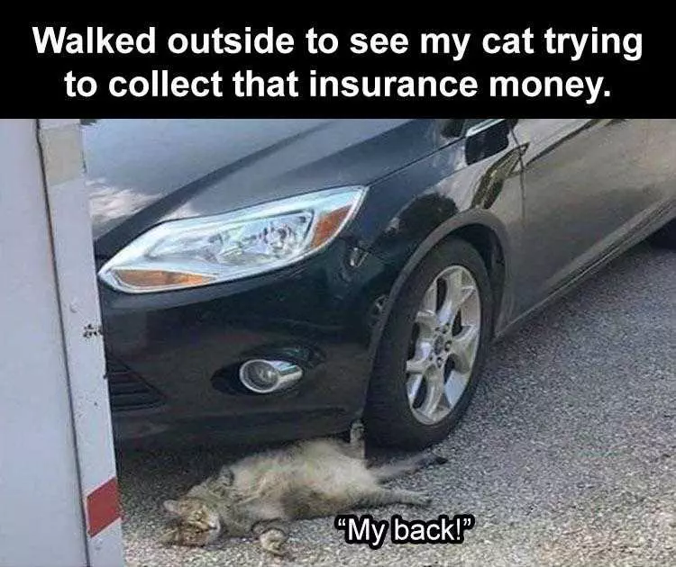Animal Memes Funny  Scammer Cat