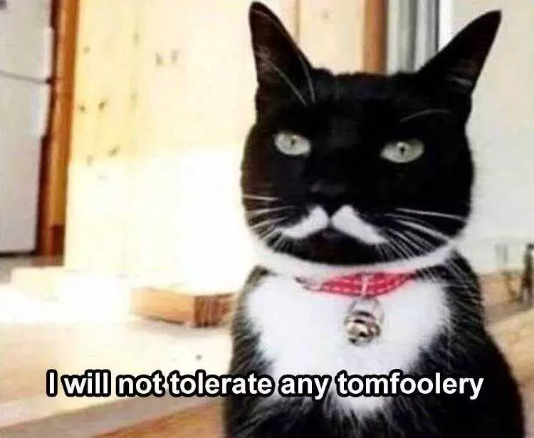 Animal Memes Funny  Serious Cat