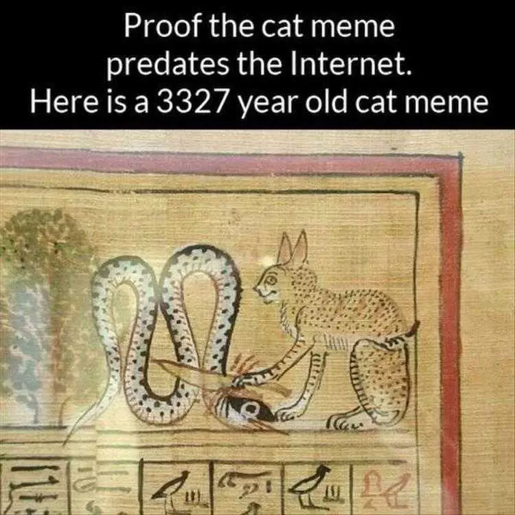 Animal Memes Funny Af  Oldest Cat Meme