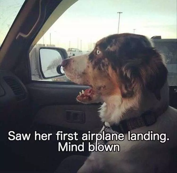 Dog Memes Funny Af  First Plane