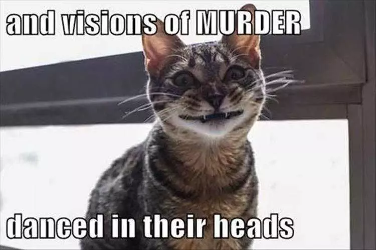 Cat Memes Funny Af  Murder Cat