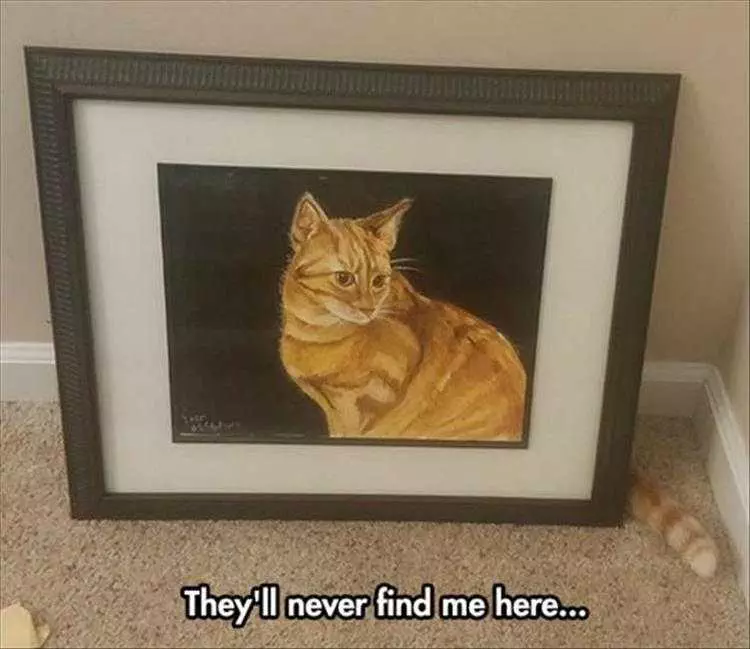 Cat Memes Funny Af  Camouflage Cat