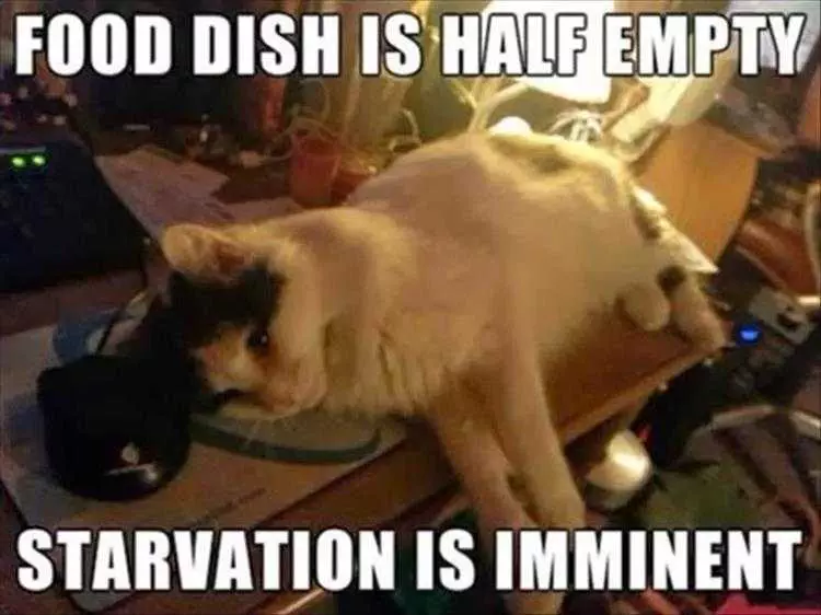  Lol Kitty Pictures  Starvation Imminent
