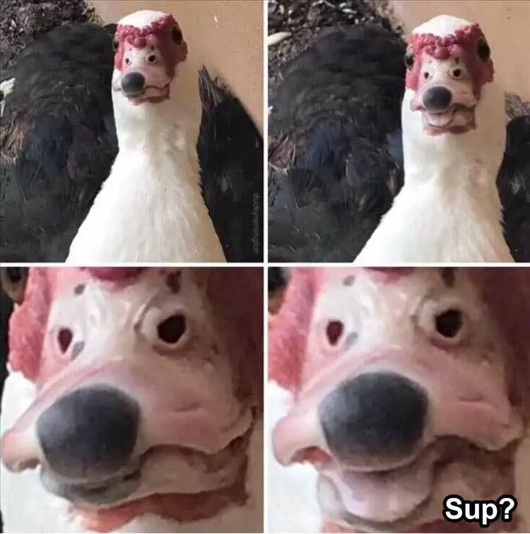Animal Picture Memes  Face In Face Duck