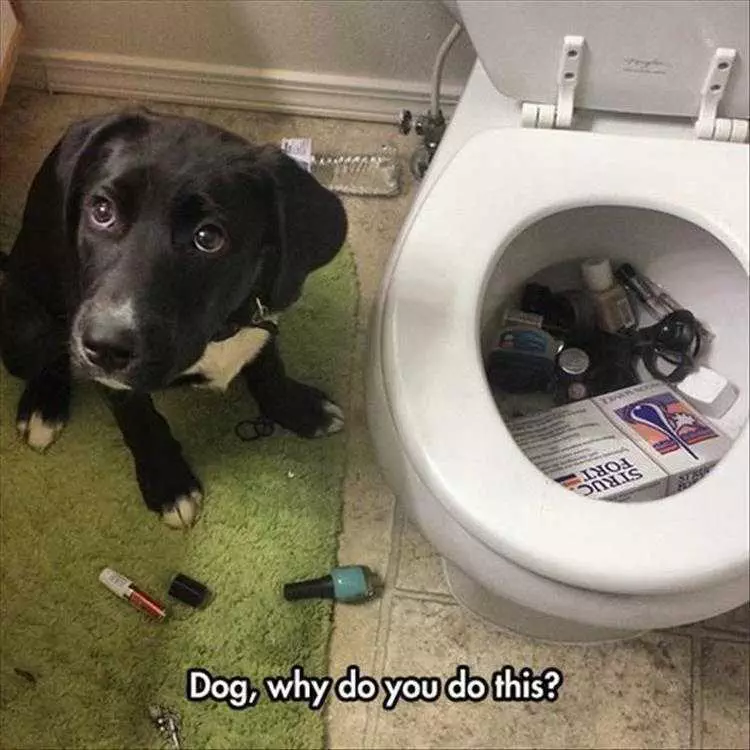 Funny Animal Picture Meme Bad Dog