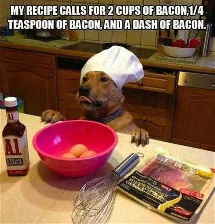 Animal Picture Memes  Bacon