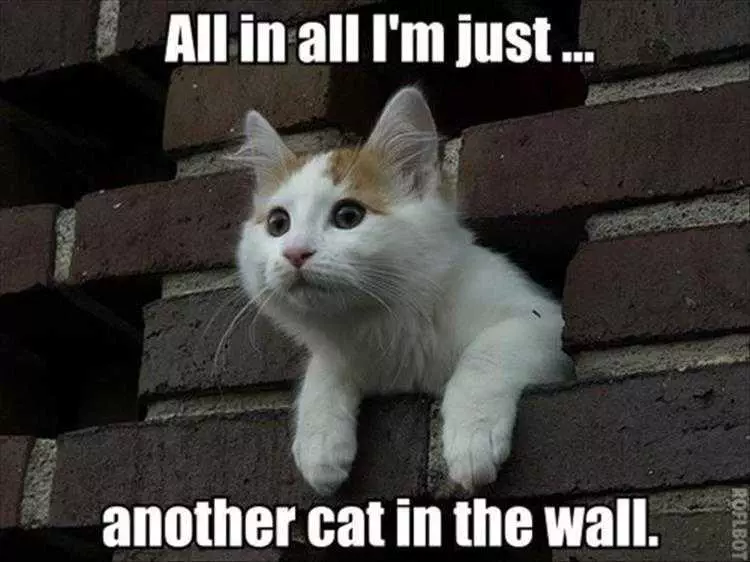 Animal Picture Memes  Cat In The Wall
