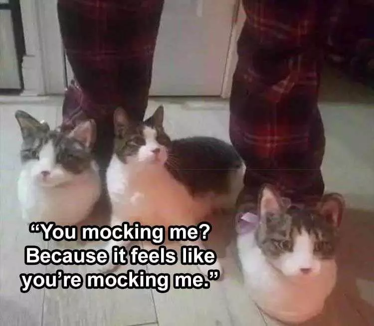 Animal Picture Memes Cat Slippers