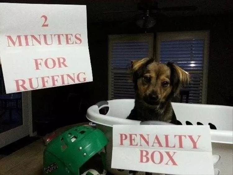 Cute Animal Memes  Dog In Penalty Box