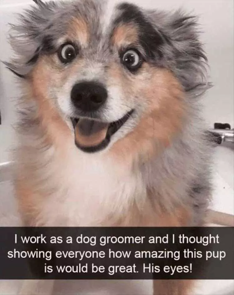 Cute Animal Memes  Dog Loves Grooming