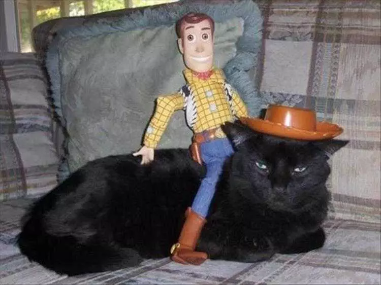 Cute Animal Memes  Woody Is Having Fun At Cats Expense