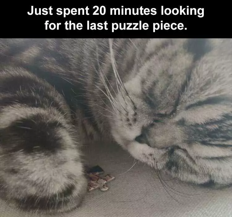 Lol Cat Memes  Puzzle Cuddler