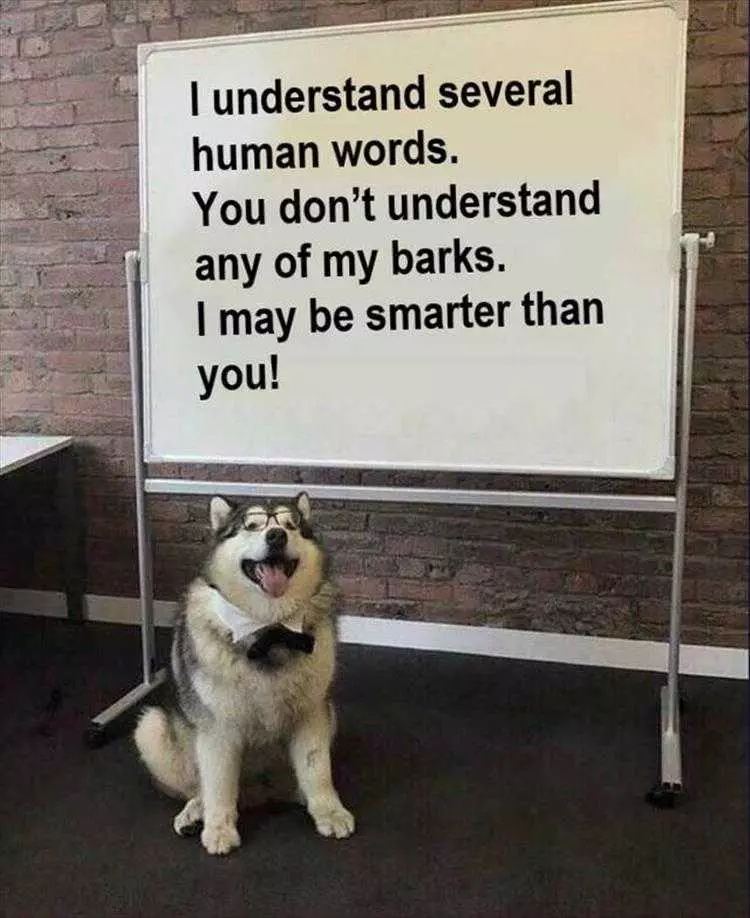 Lol Dog Memes  Cunning Linguist