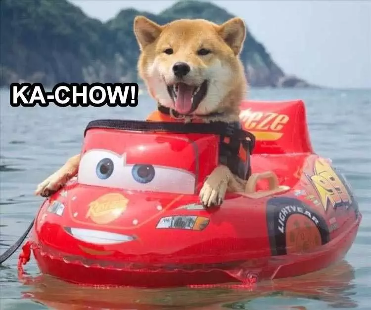 Lol Dog Captions  Chow