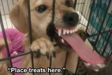 Treat Register  Lol Animal Memes
