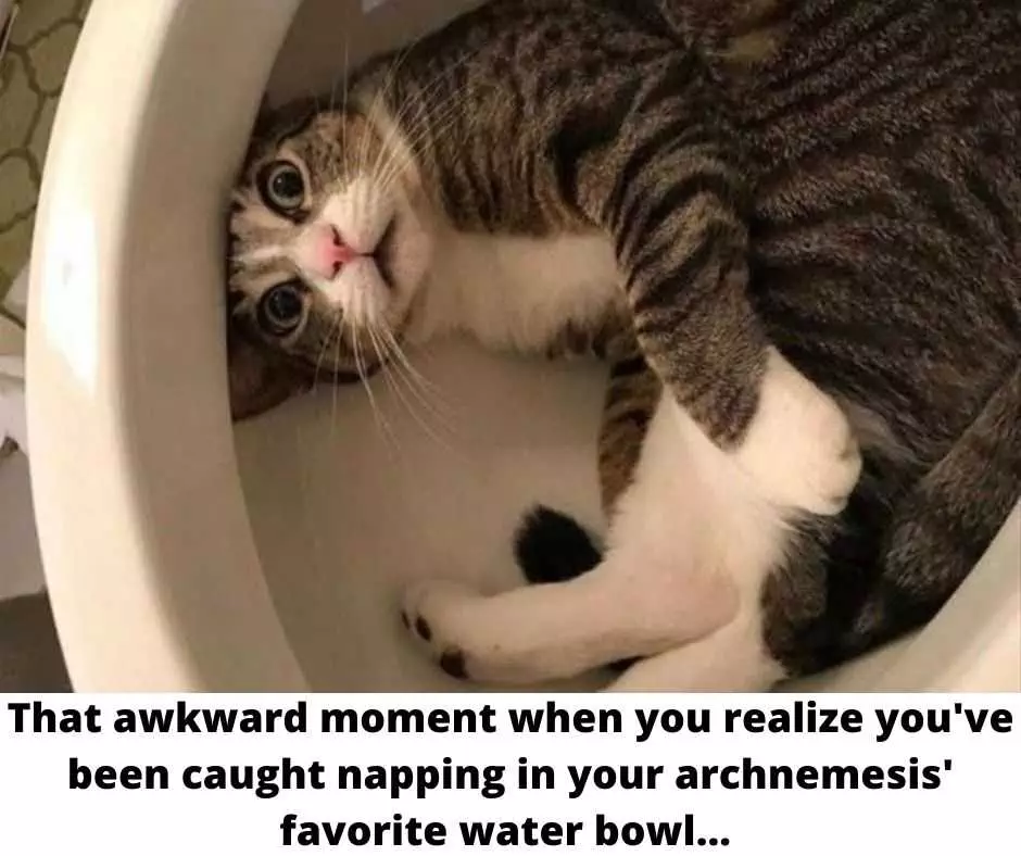 Funny Cat Meme Pics  Caught Napping In Arch Nemesis Water Bowl