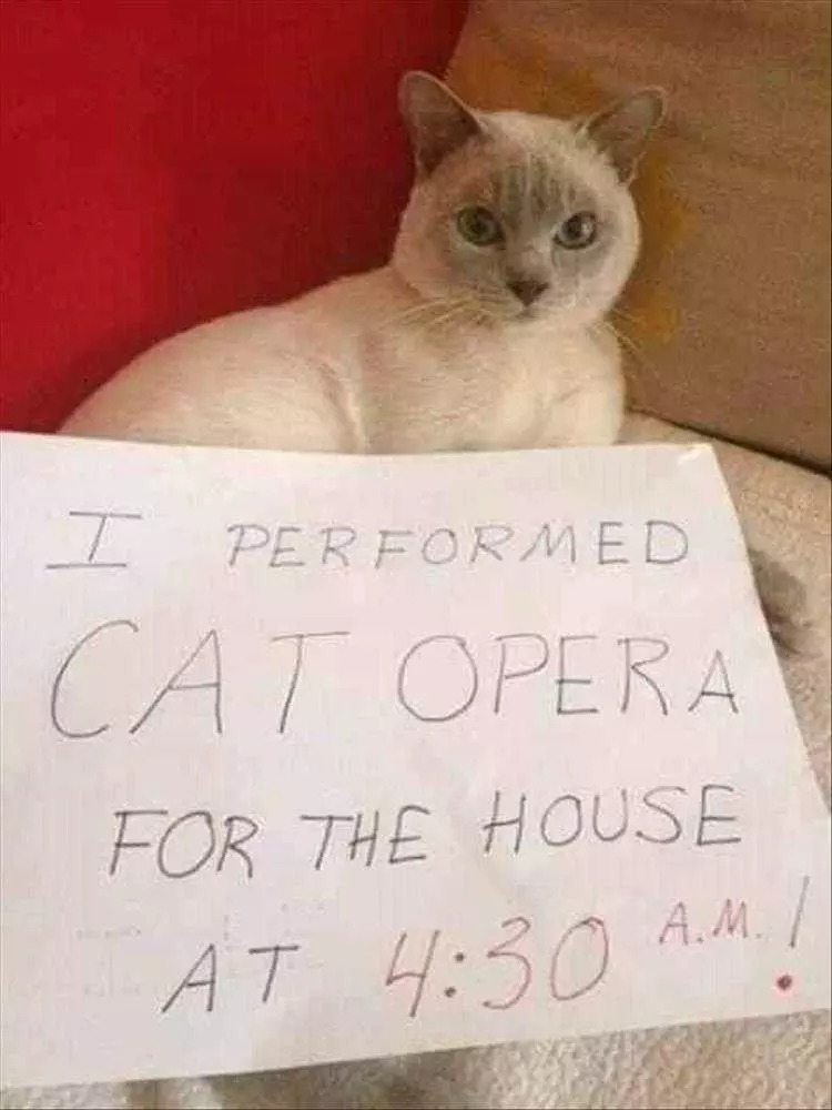 Funny Cat Meme Pics  Singing Cat Shaming