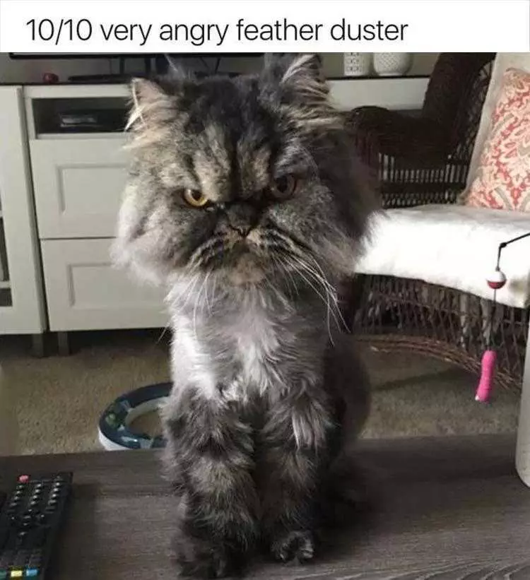 Funny Cat Meme Pics  Angry Feather Duster