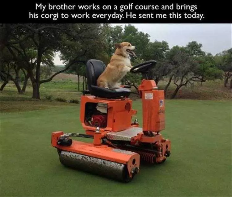Funny Dog Meme Pics  Working Like A Dog