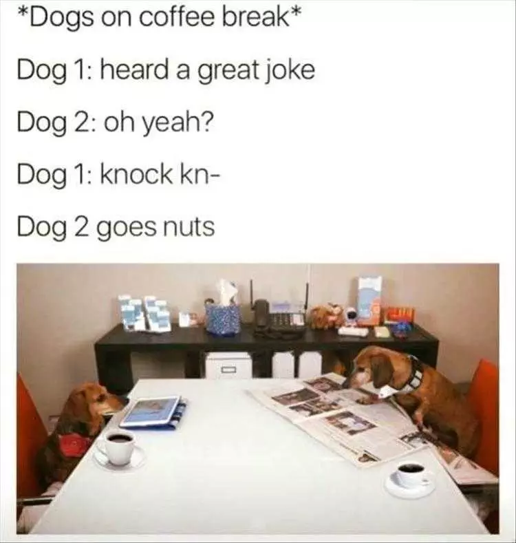 Funny Dog Meme Pics  Dog Knock Knock Jokes