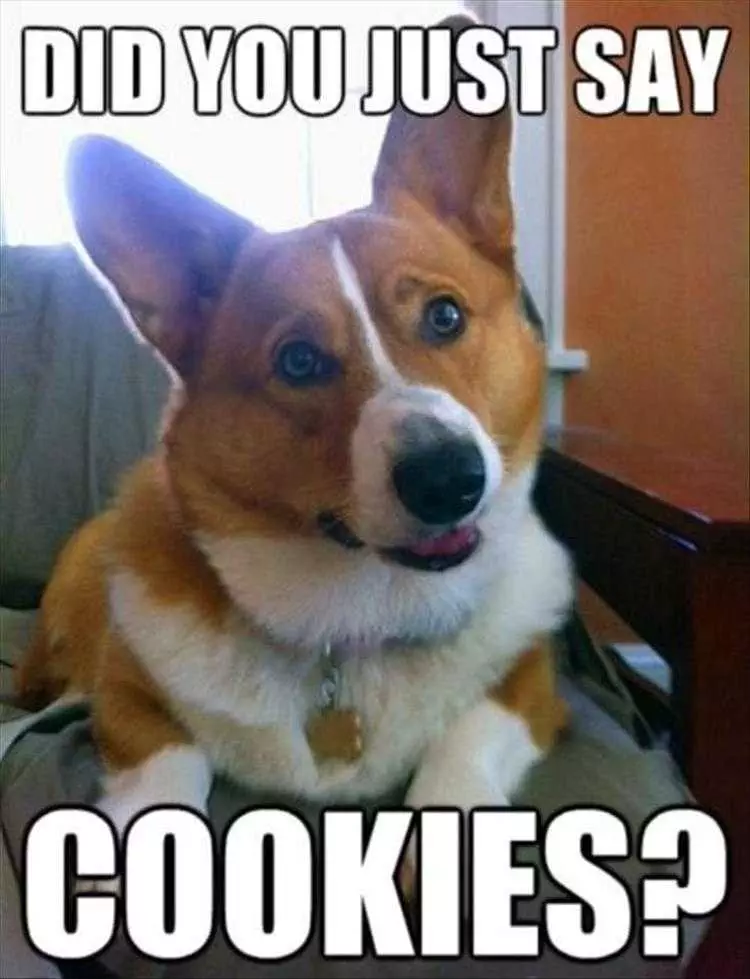 Funny Animal Meme Pics  Love Cookies