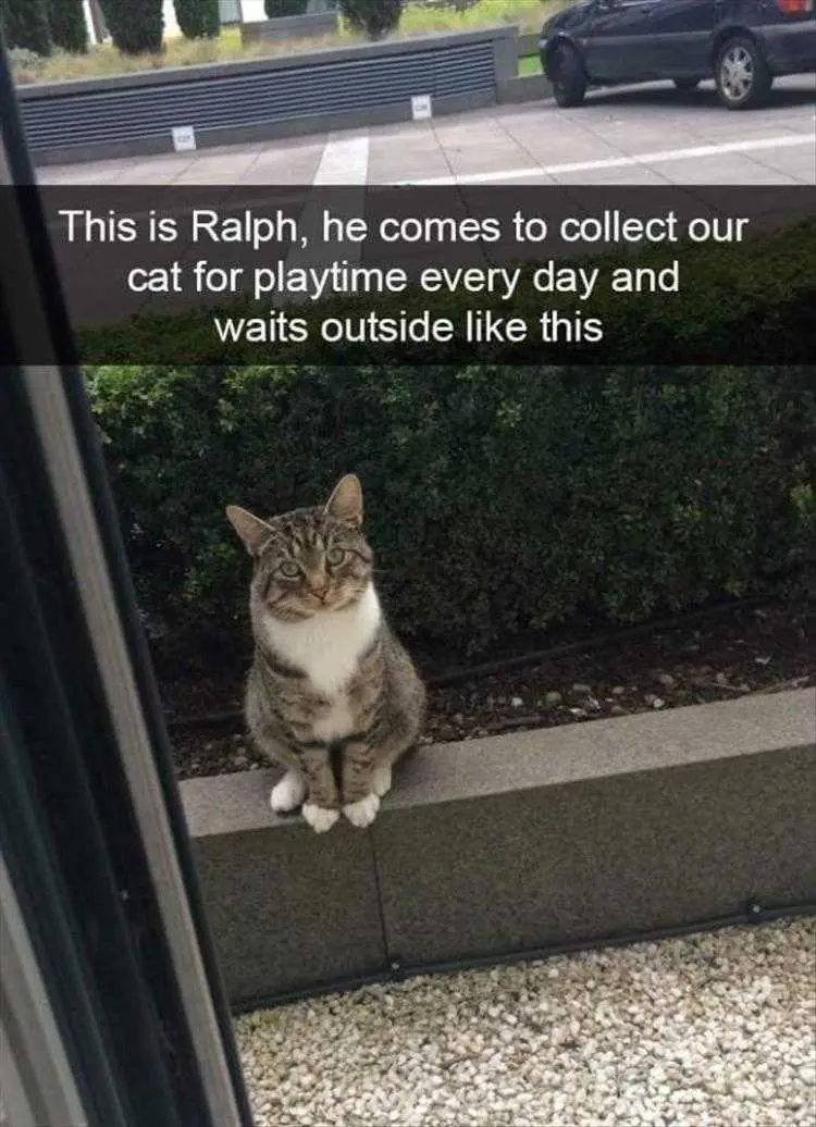 Funny Cat Meme Pics Romeo And Juliet Of Cats