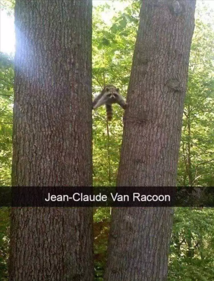 Funny Animal Meme Pics  Jeanclaude Van Racoon
