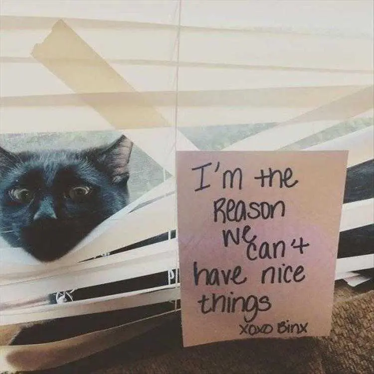 Funny Animal Meme Pics Home Wrecker
