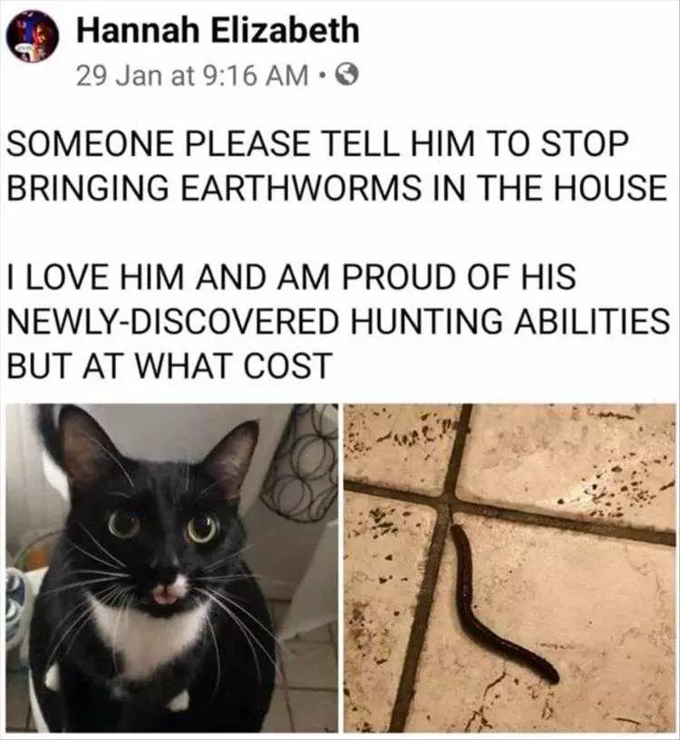 Funny Cat Meme Pics  Working Up To Full Size Snakes.