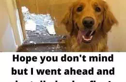 Funny Dog Meme Pics  Dog Flap Installer