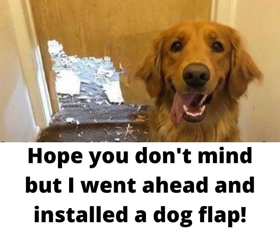 Top-25-Lol-Animal-Memes-Dog-Flap Funny Animal Meme Pics Handy Dog