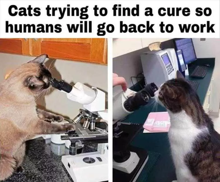 Funny Animal Meme Pictures  Cats Finding Cure