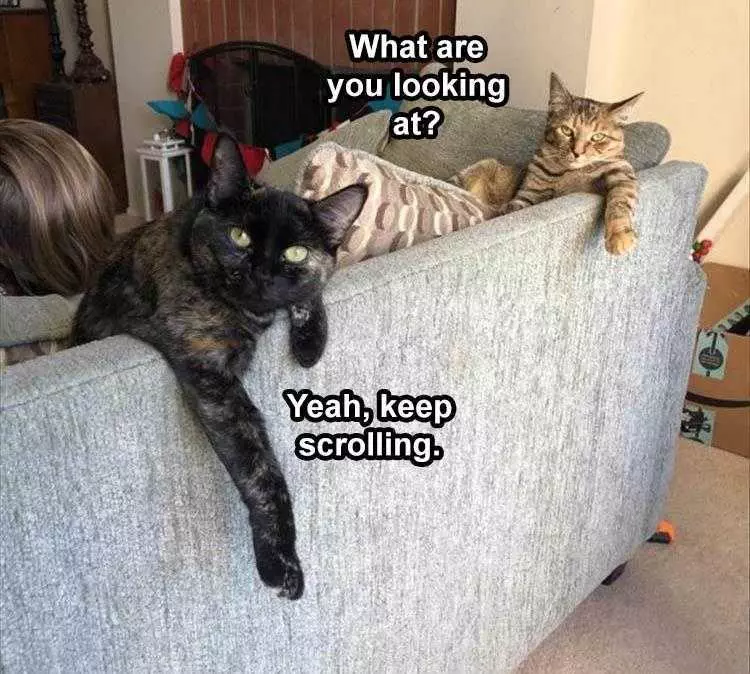 Funny Animal Meme Pics  Nothing To See Here